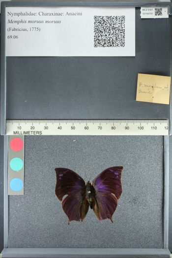 Media type: image;   Entomology 164791